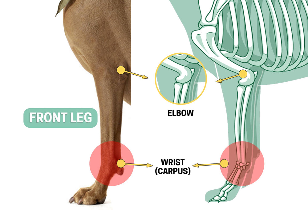 Lyderpet attelle patte avant chien guide de taille pour ajustement précis