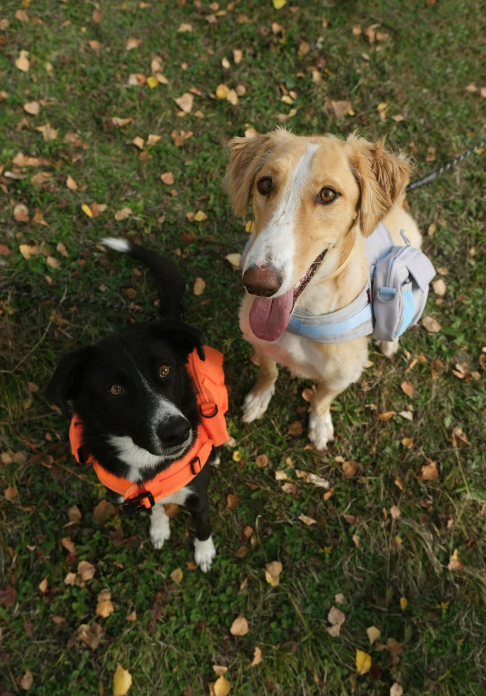 Lynxcore sac dos chien poches detachables utilisables selon l’activité.