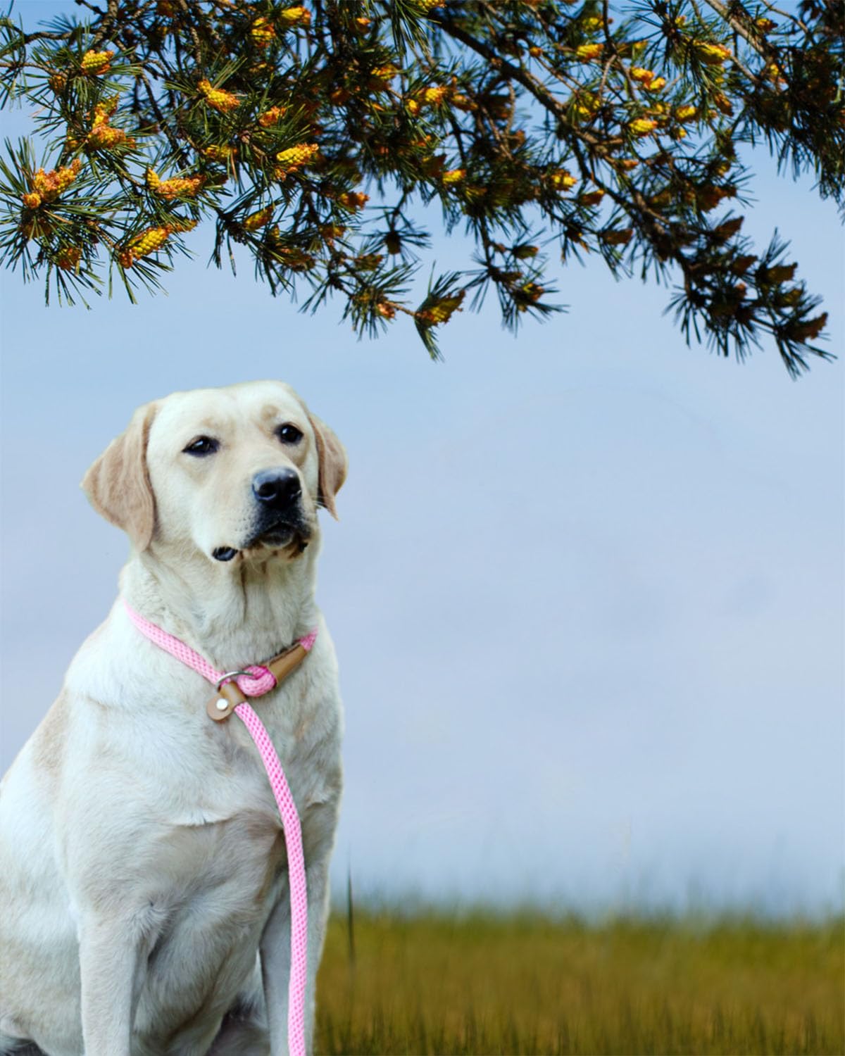 Lynxking laisse glissante pour chien: idéal pour les sorties en plein air et l'entraînement