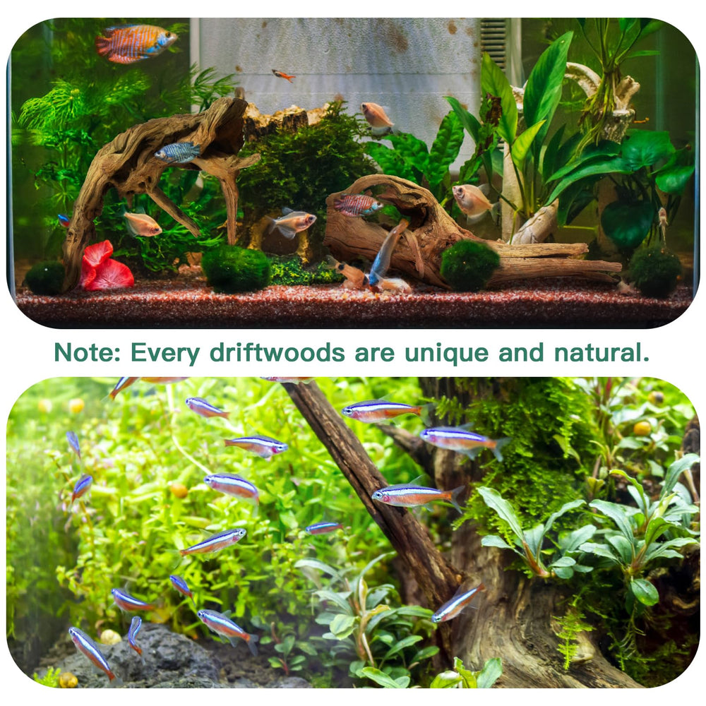 Bois flotté Lyphard Aquariums prêt à être immergé dans l’aquarium.