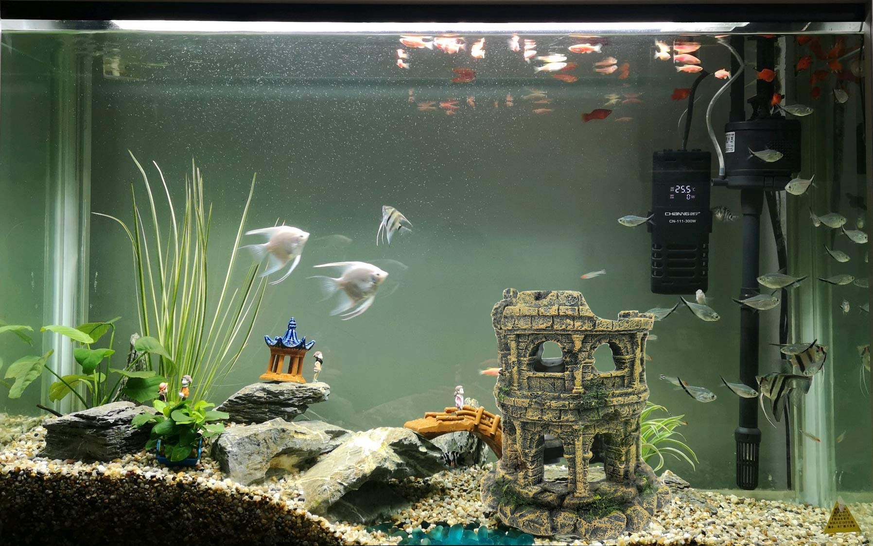 M2cbridge cachette poisson betta, espace repos et accès faciles