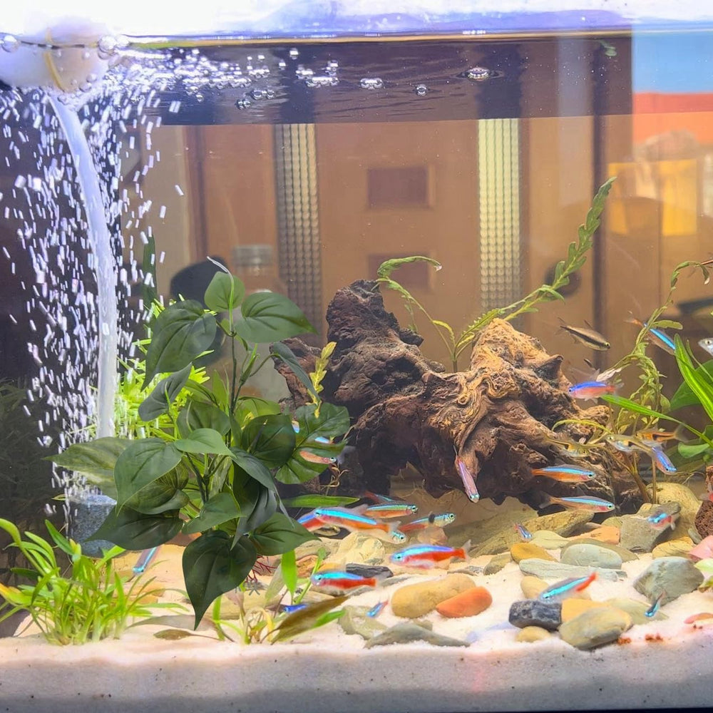 M2cbridge plante verte grand format, idéale pour sublimer l'aquarium.