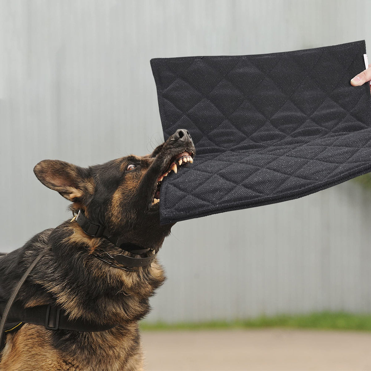 MABOZOO Tapis chien indestructible: durabilité et confort dans la caisse.
