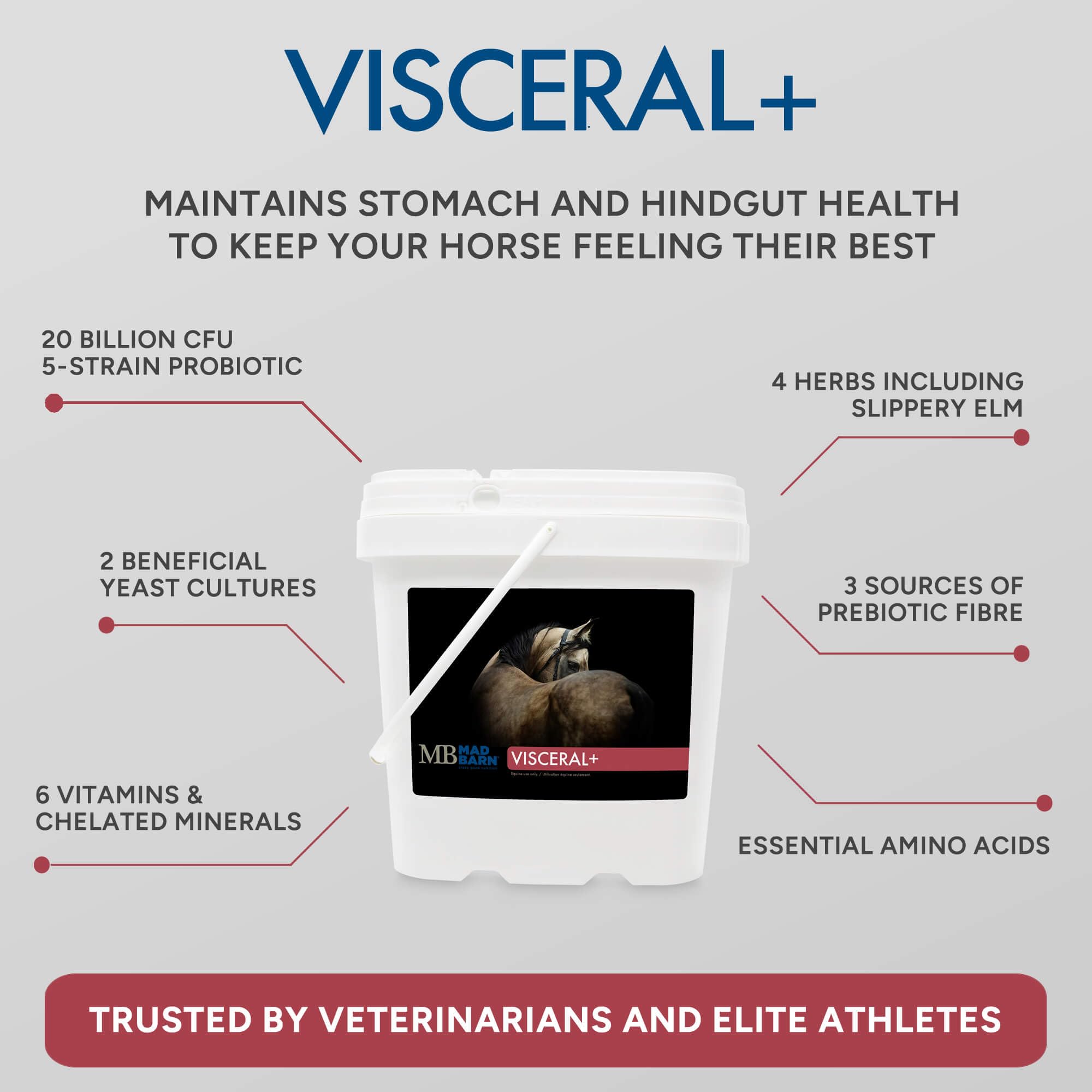 Visceral+ soutient l’estomac et le hindgut du cheval