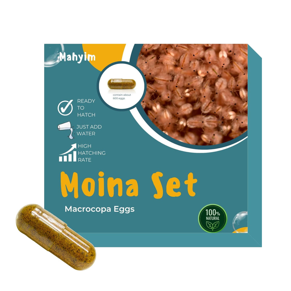 MAHYIM Moina Macrocopa œufs vivants, source protéique pour jeunes poissons.