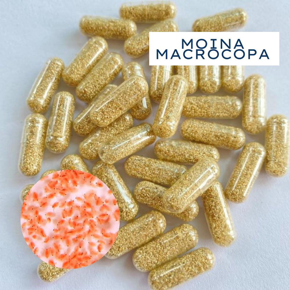 MAHYIM Moina Macrocopa livré frais, option pratique pour nourrir rapidement les petits poissons.