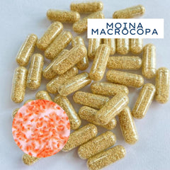MAHYIM Moina Macrocopa livré frais, option pratique pour nourrir rapidement les petits poissons.