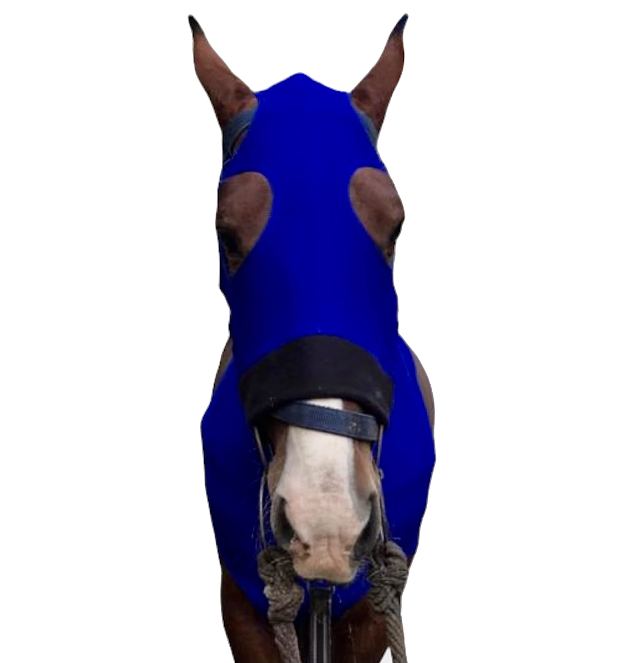 Majestic Ally capuche cheval bleu royal utilisation sous couverture, chaleur supplémentaire possible.