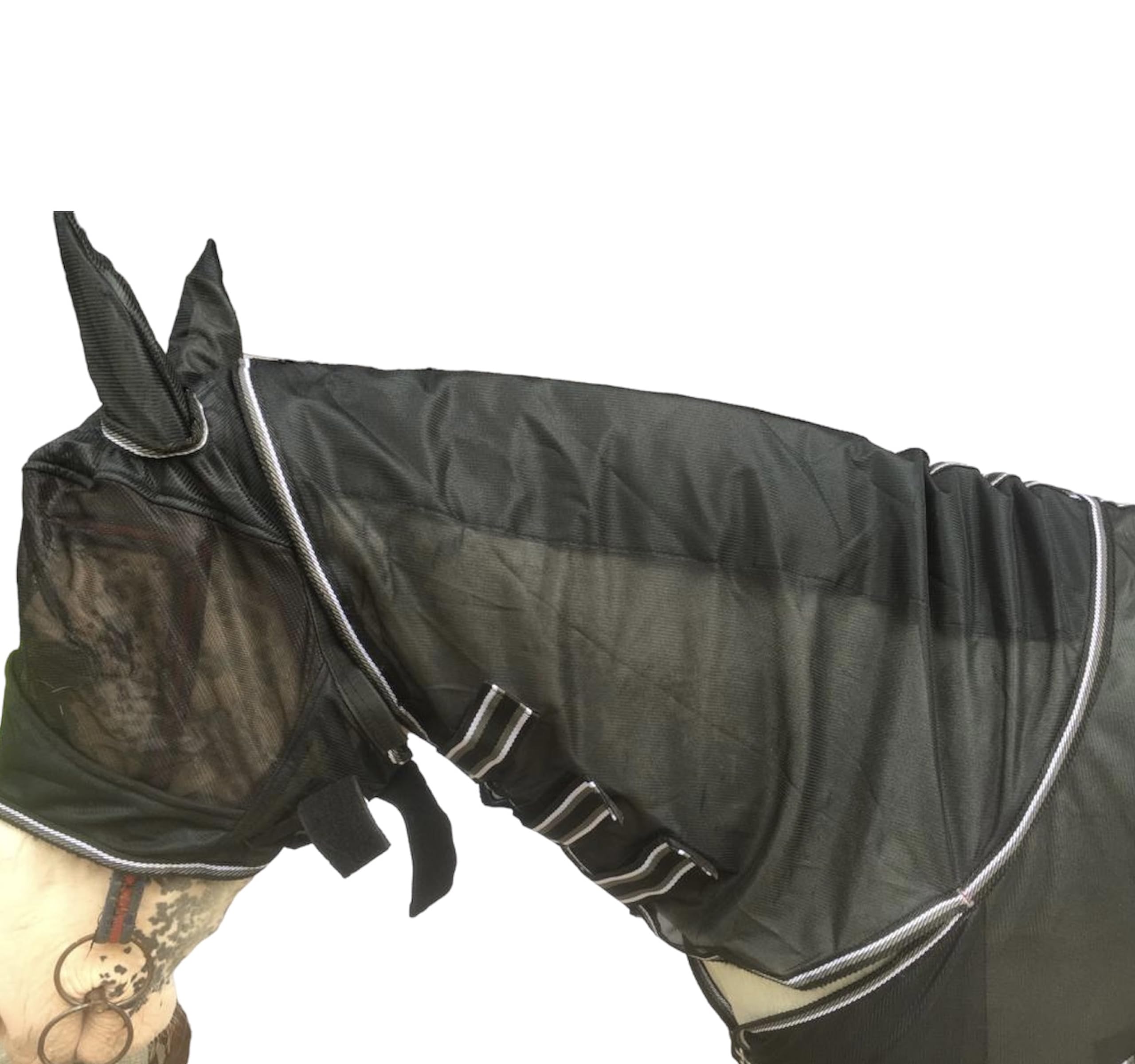 Majestic Ally, cheval en sortie avec protection anti-mouches.