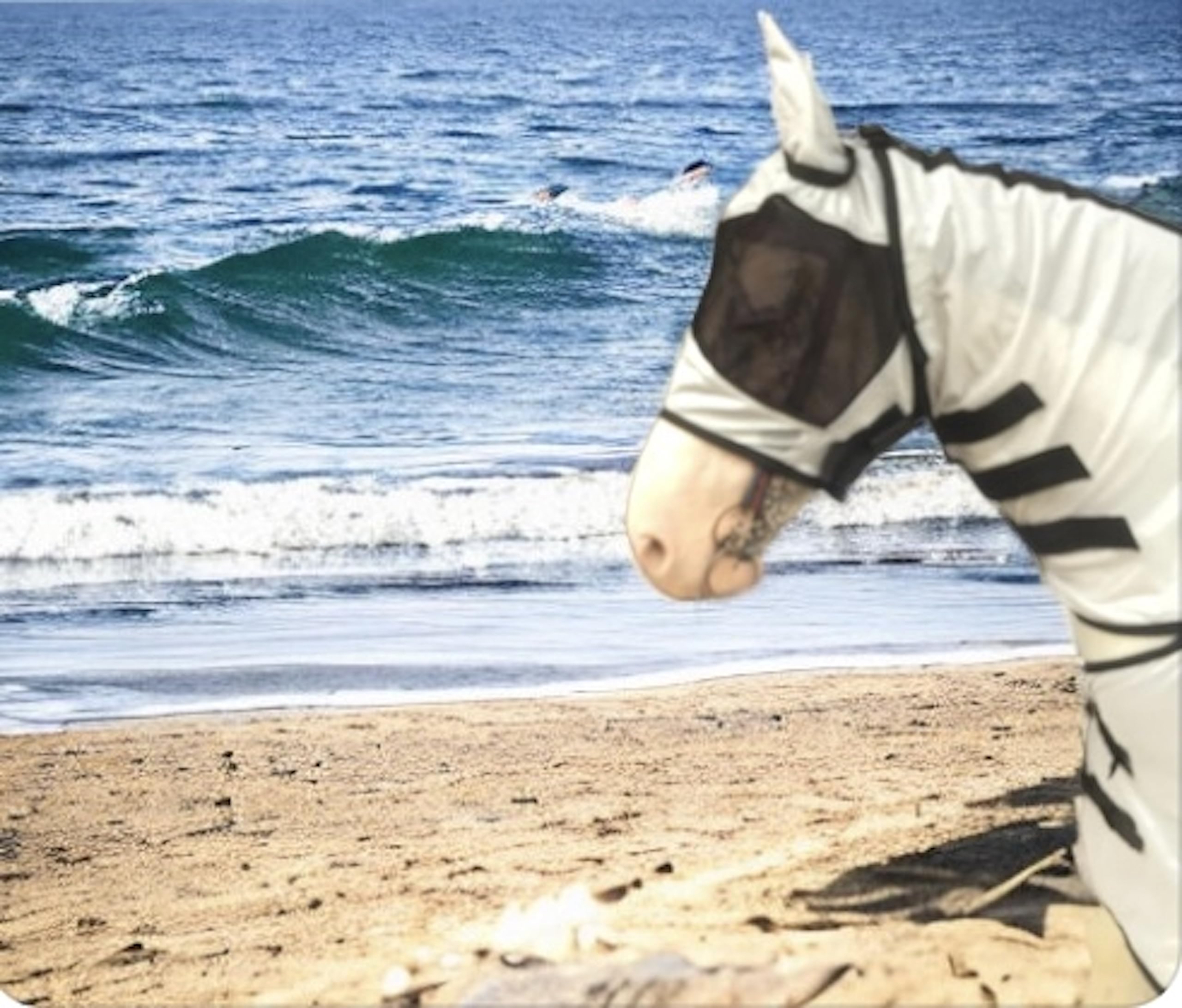 Majestic Ally maillage respirant drap cheval maintient le cheval au frais