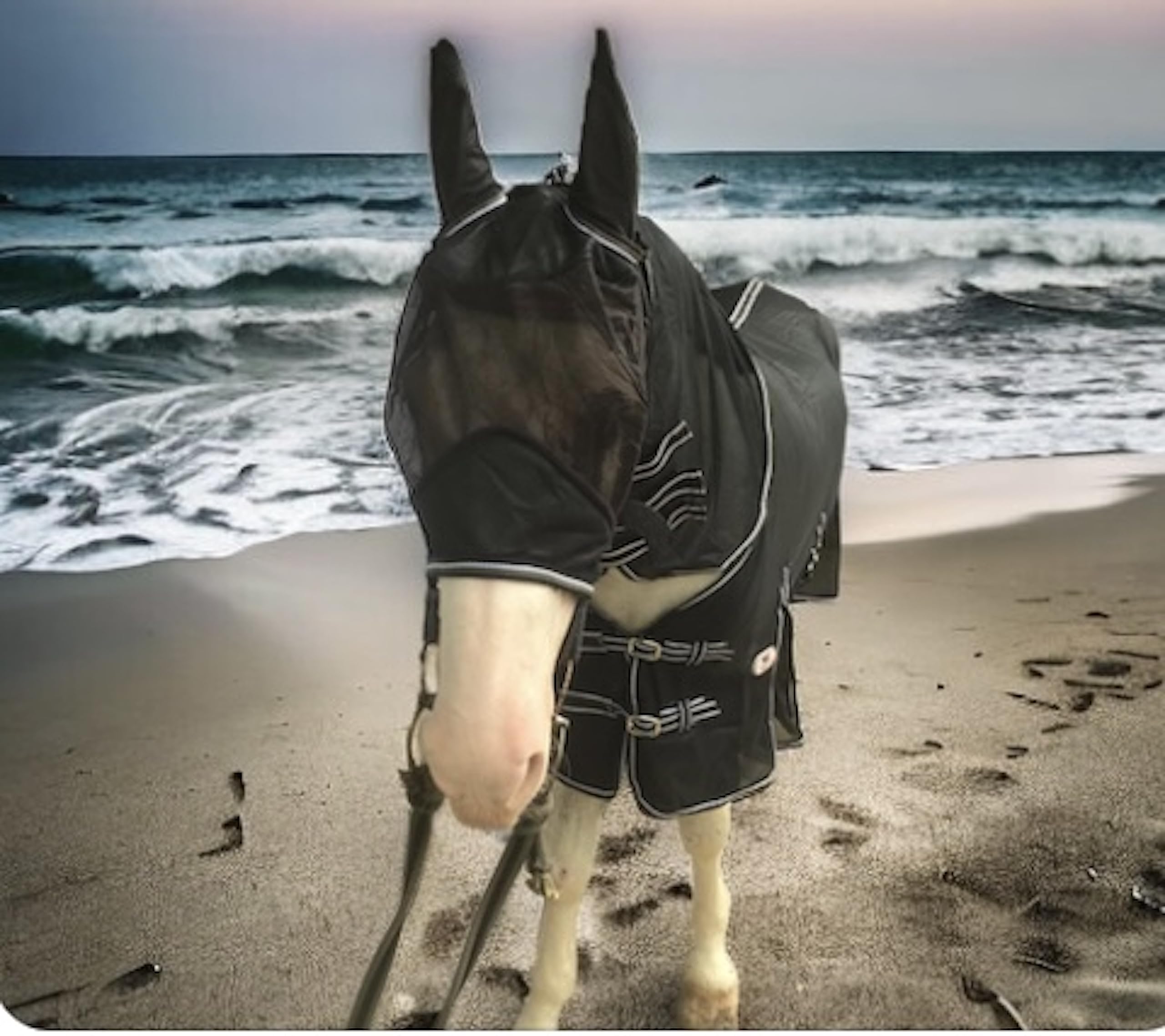 Majestic Ally sangles reglables corps cheval, ajustement sûr et sans frottement