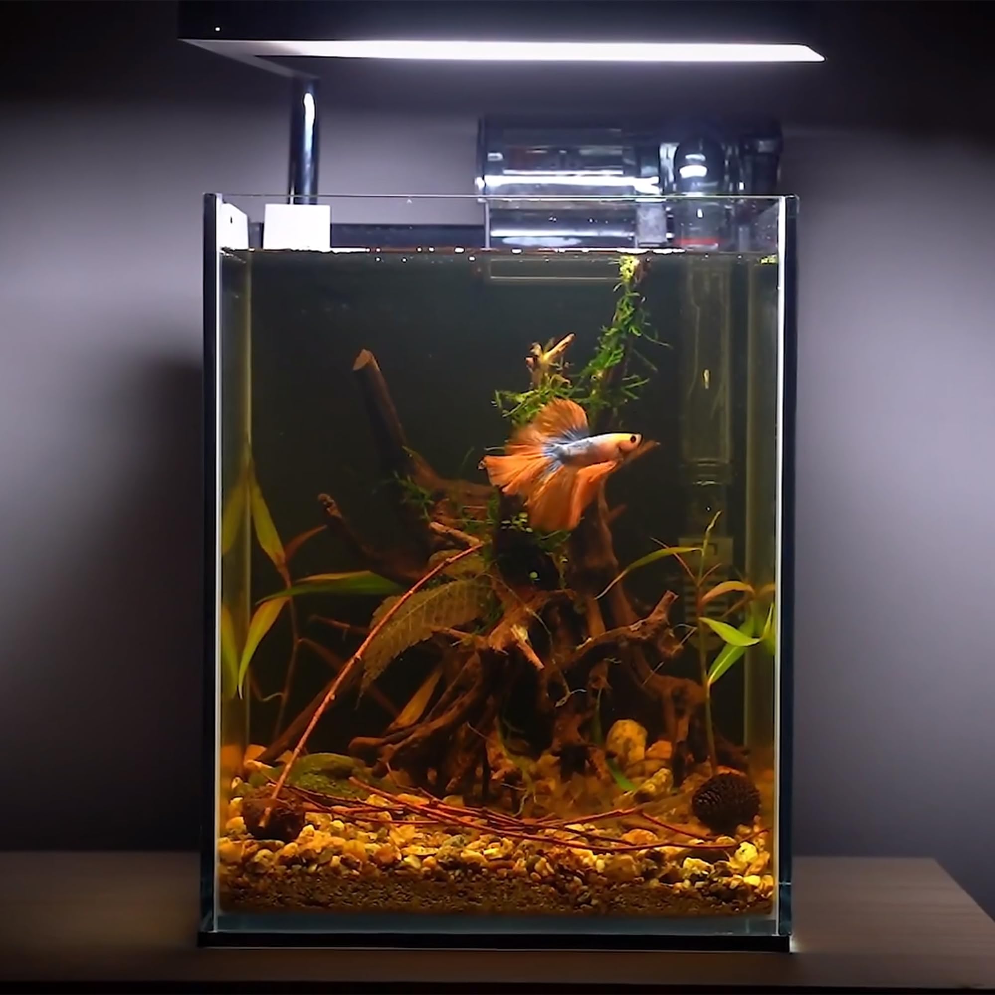 Majoywoo bois décor terrarium, offre surfaces d'escalade naturelles