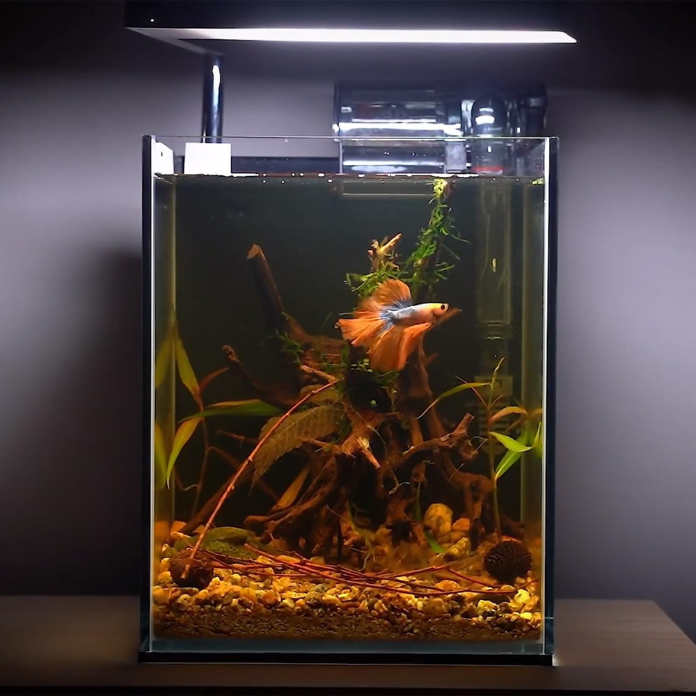 Majoywoo bois décor terrarium, offre surfaces d'escalade naturelles