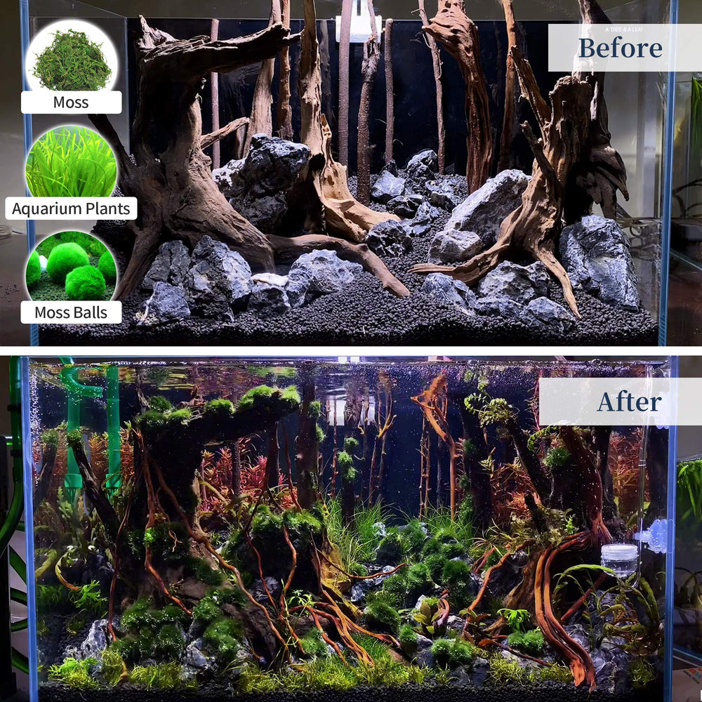 majoywoo bois flotté naturel grand format, idéal pour créer un point focal dans l aquarium.