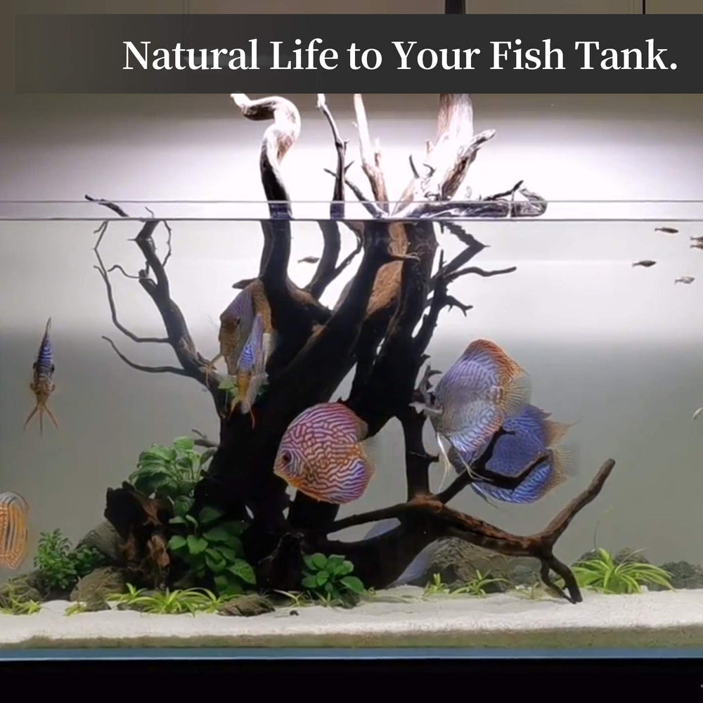 majoywoo bois flotté naturel aspect massif, parfait pour terrariums et aquariums.