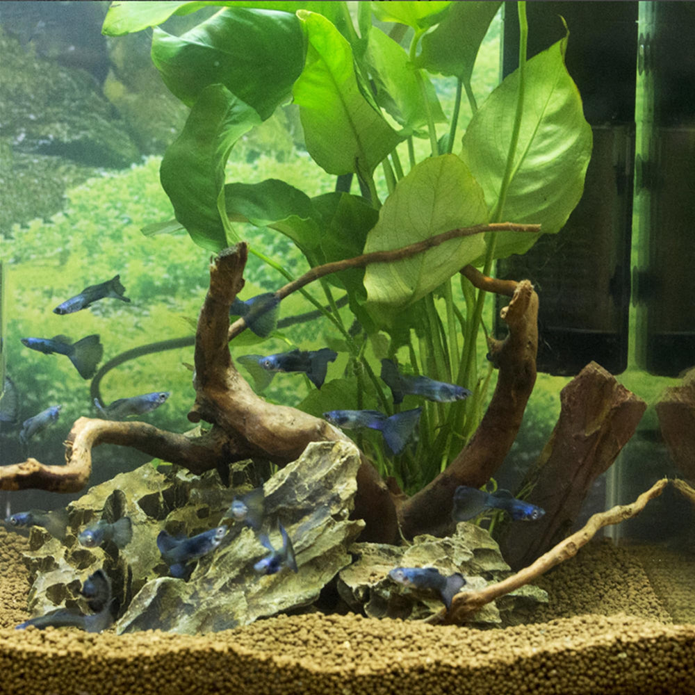Ensemble de 5 branches bois araignee majoywoo, decor polyvalent pour aquariums.