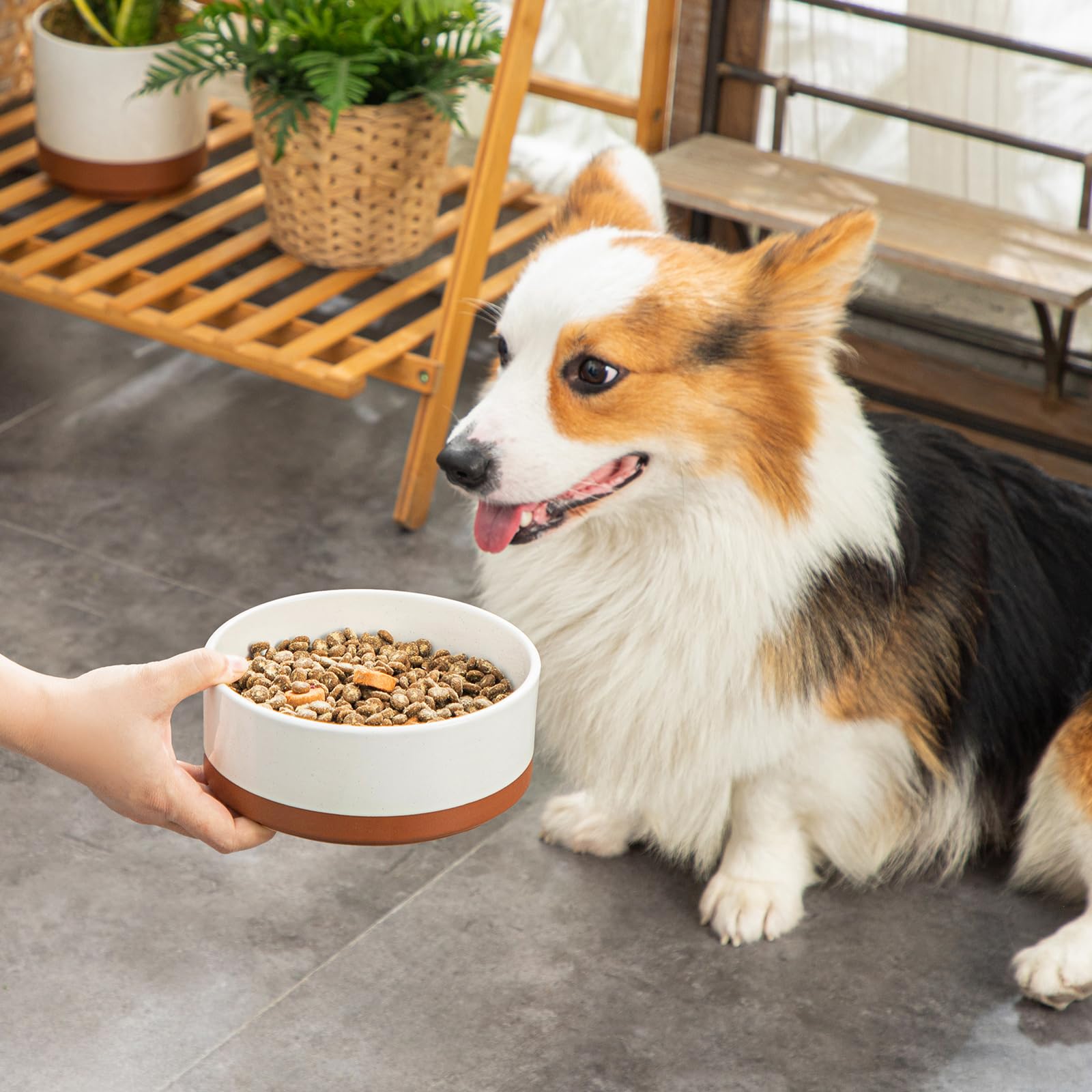 MALACASA bol-chien-quotidien parfait pour repas et hydratation.