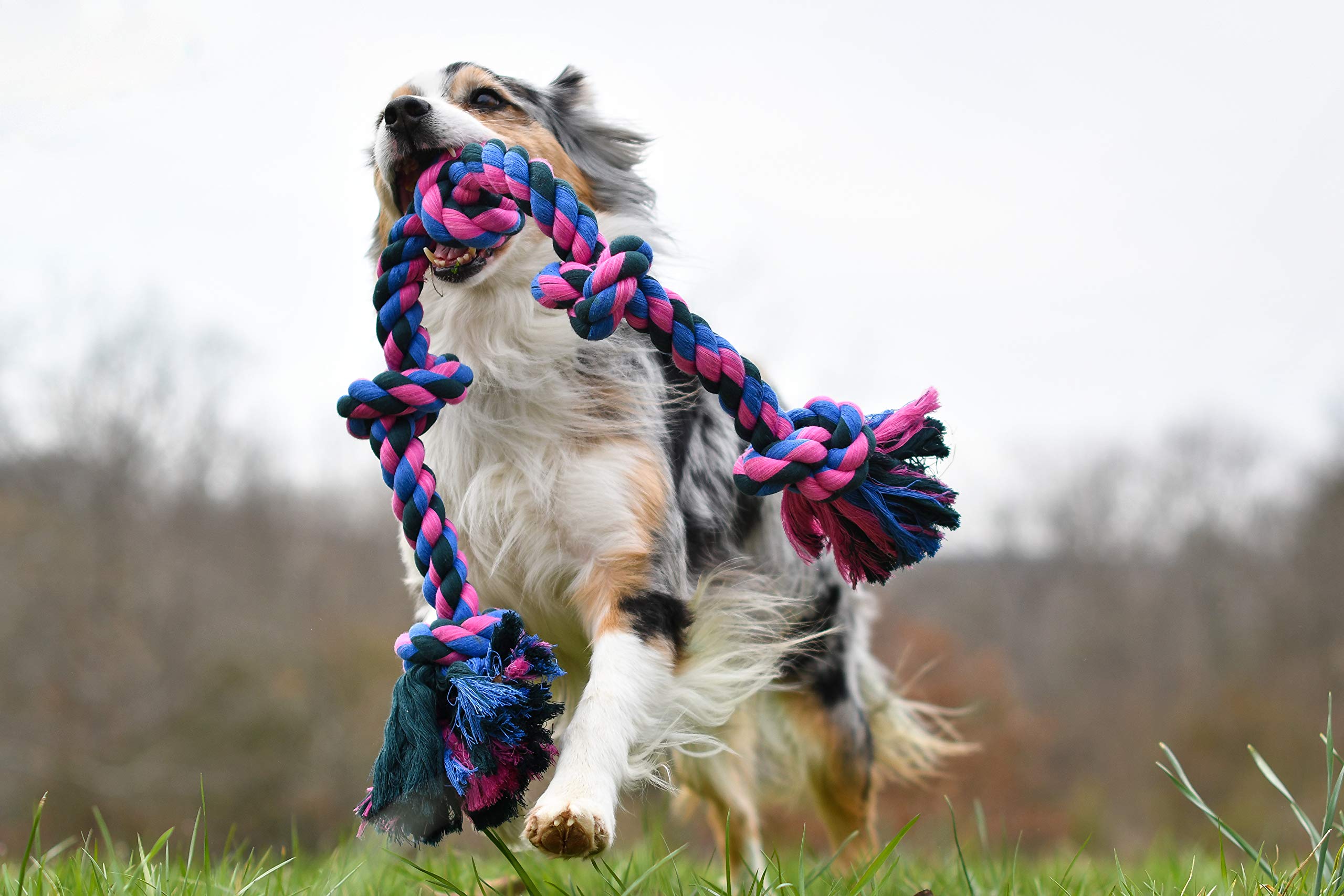 Corde Mammoth Flossy Chews, saine et non toxique pour chiens.