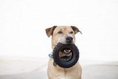 Mammoth TireBiterII: jeu-interactif-lancer pour chiens actifs
