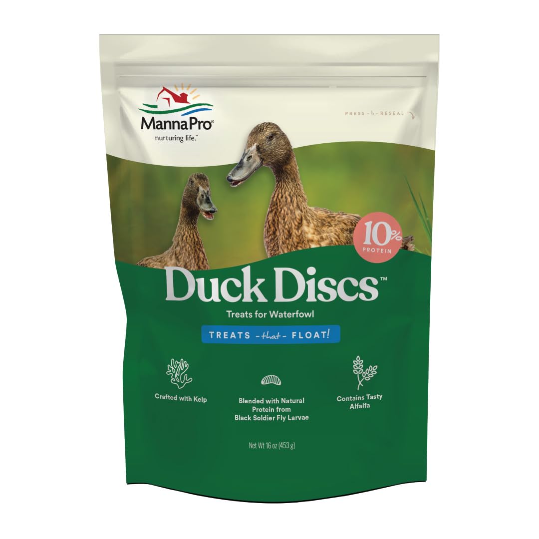 Manna Pro disques canards flottants en action pendant le goûter.