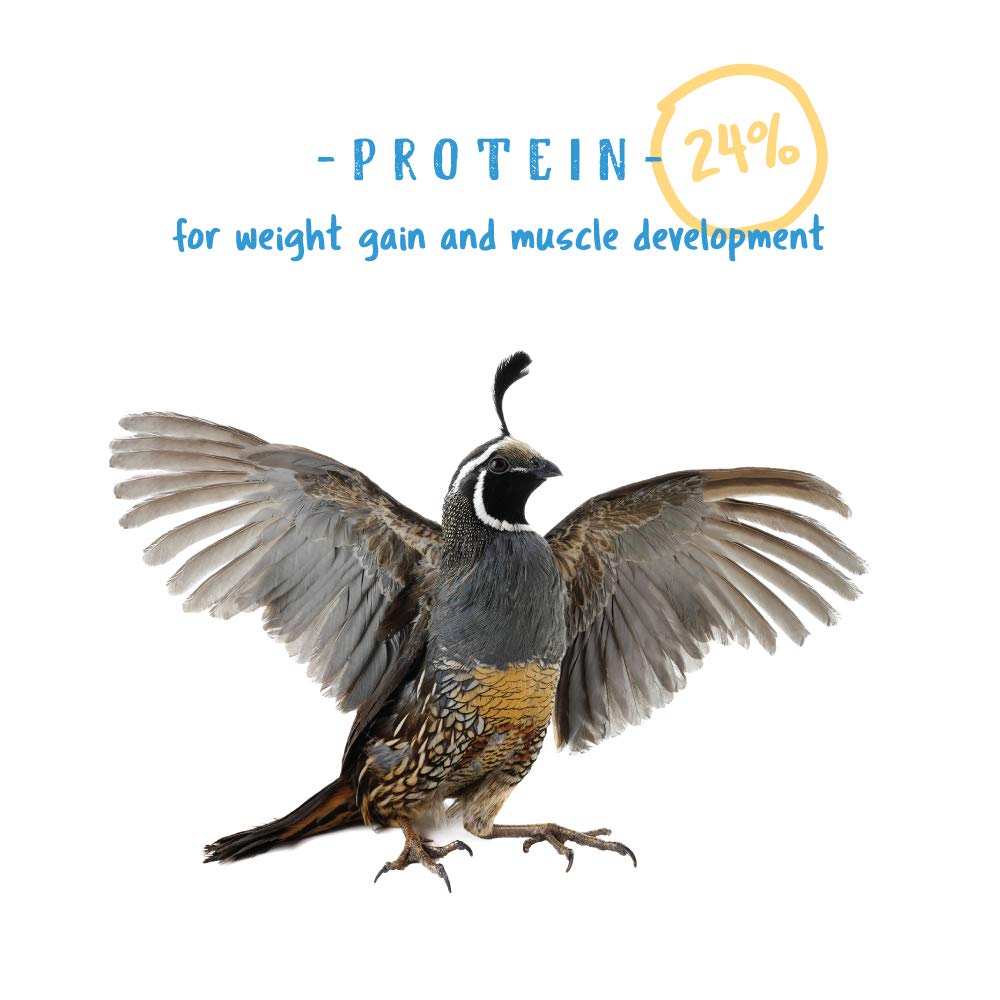Manna Pro Gamebird Showbird Crumbles oiseaux en train de manger dans le poulailler.