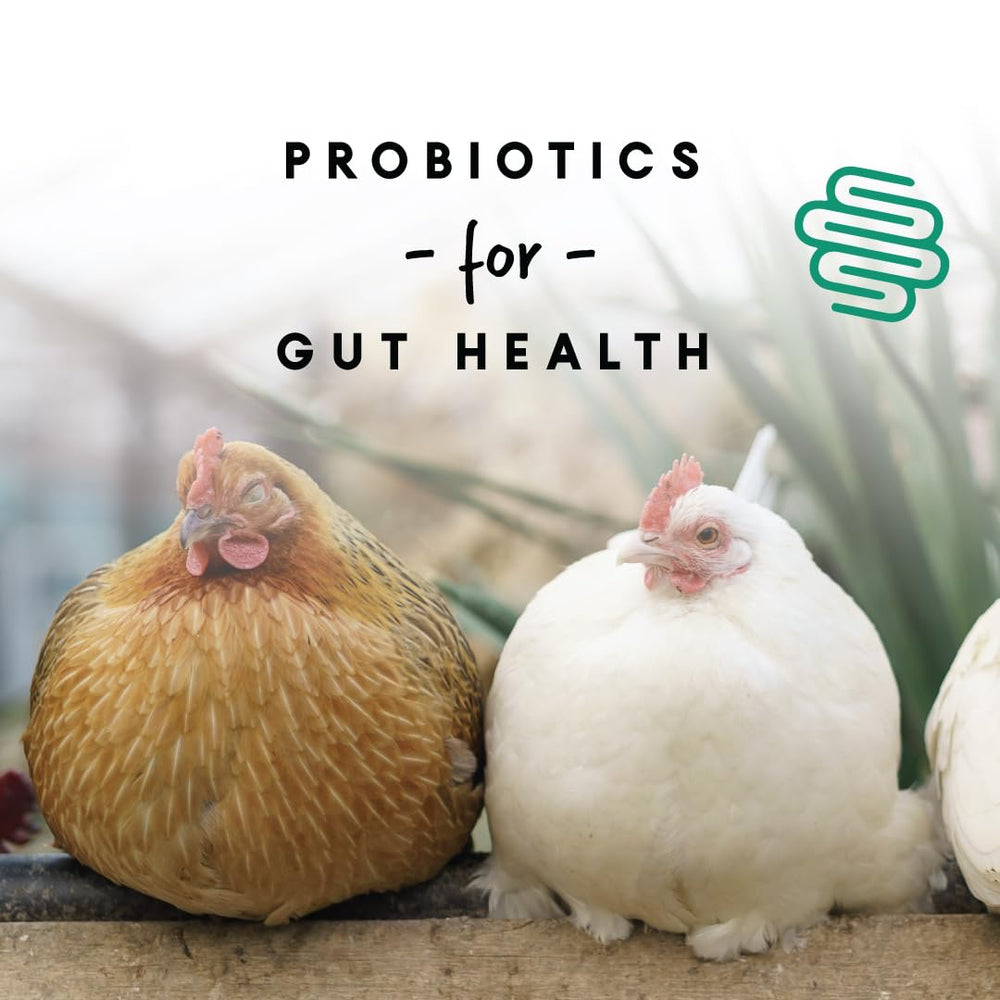 Manna Pro Layer Pellets poules dans une ferme domestique en alimentation
