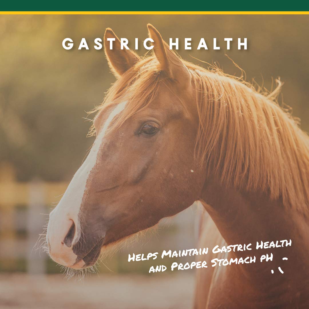 Étiquette montrant calcium et magnésium pour l’équilibre gastrique du cheval.