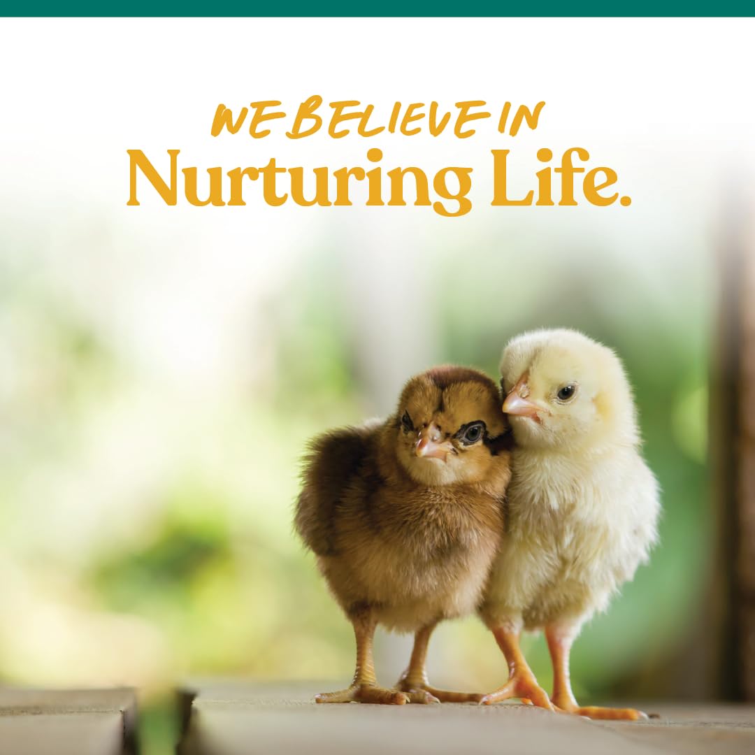 Manna Pro – routine d’alimentation simple pour poussins et bantams.