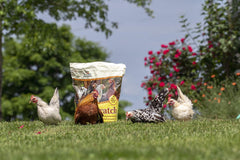 Manna Pro Ultimate Chicken Scratch – Ingrédients non-GMO pour alimentation équilibrée