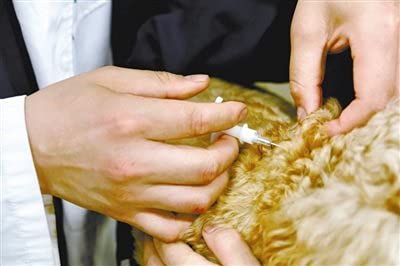 Tailles adaptées pour chats, chiots, rongeurs et autres petites espèces.