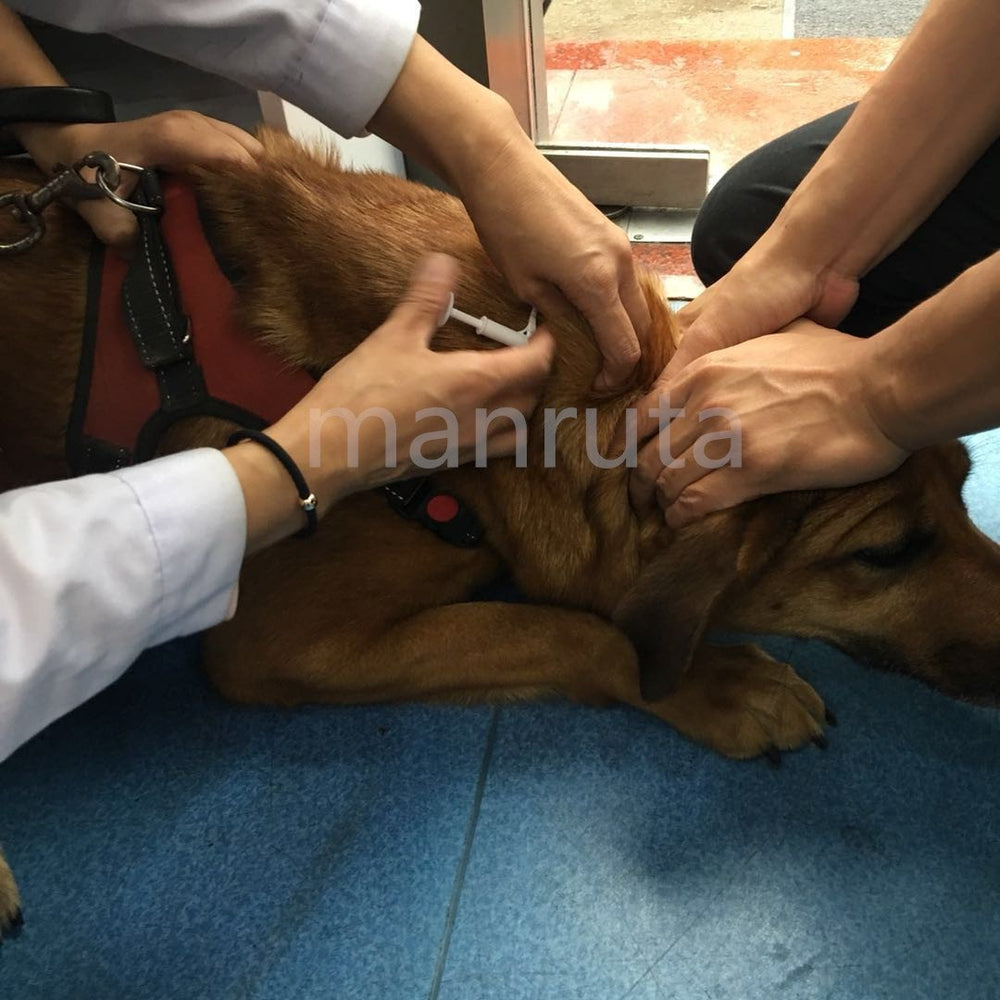 Manruta Microchip, solution fiable pour le retour des animaux