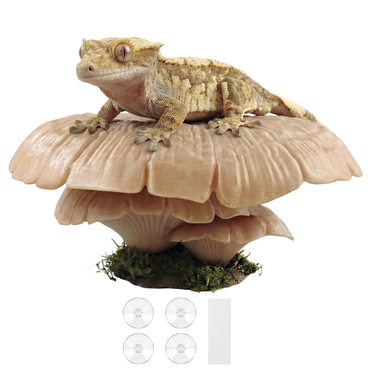 Maozyiltle Mushroom Ledge, bordure terrarium: décor féerique et refuge sûr.