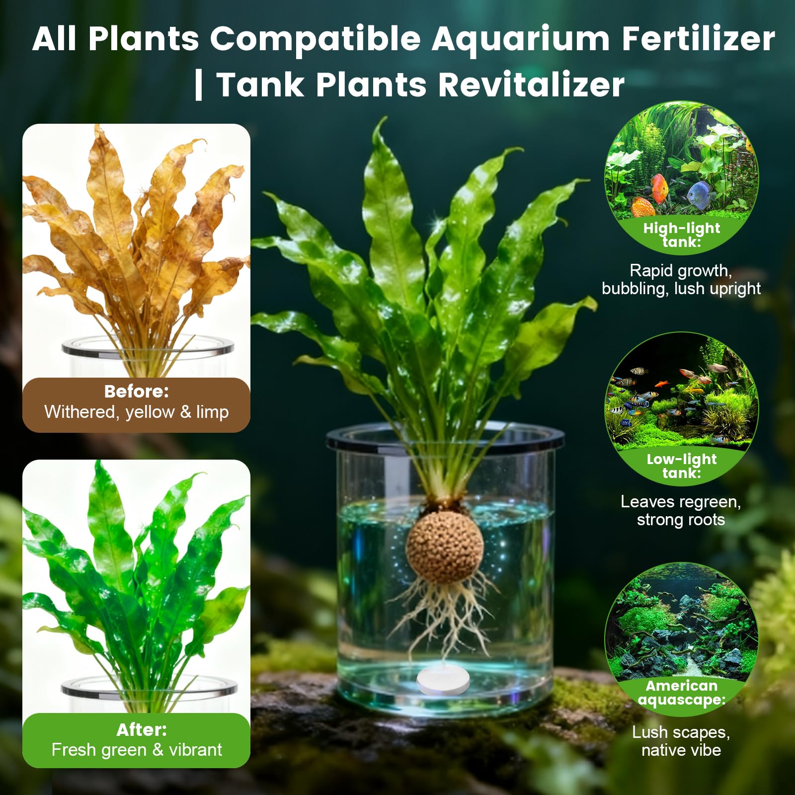 Pastilles Maozyiltle – insertion sous substrat pour nourrir les racines des plantes.