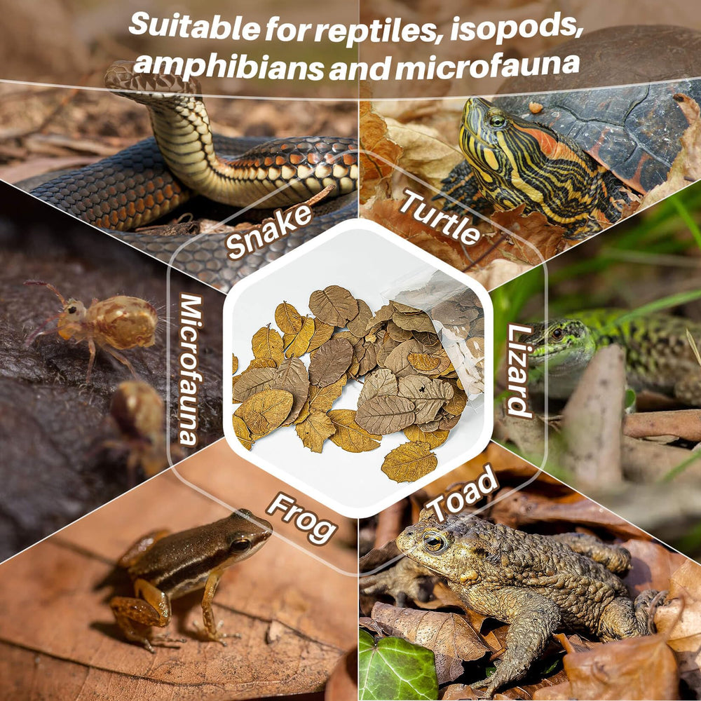 MAQIHAN nourrit microfaune et soutient le micro-écosystème du terrarium.