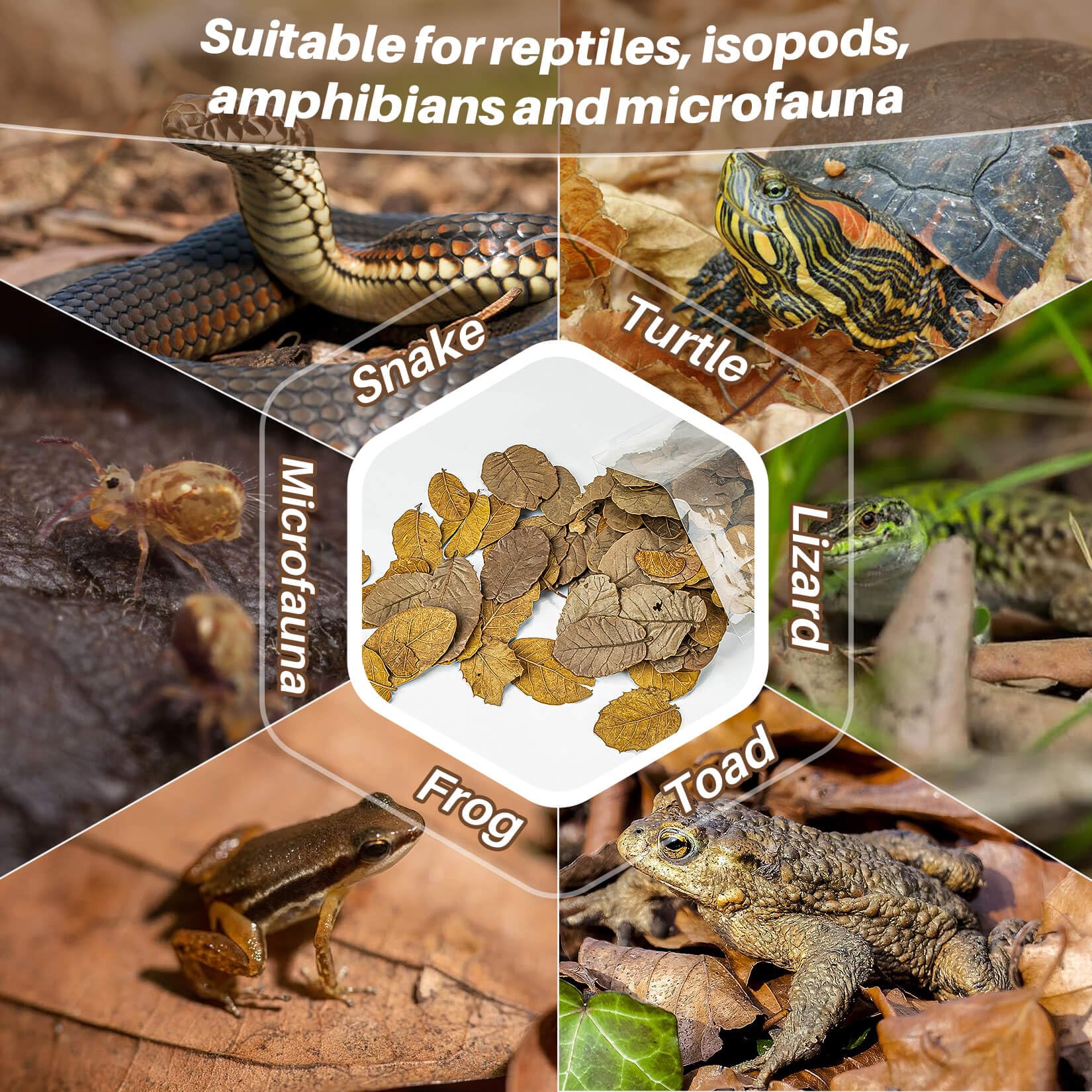 MaQIHAN substrat-terarium-vivant, écosystème sain pour reptiles et isopodes.