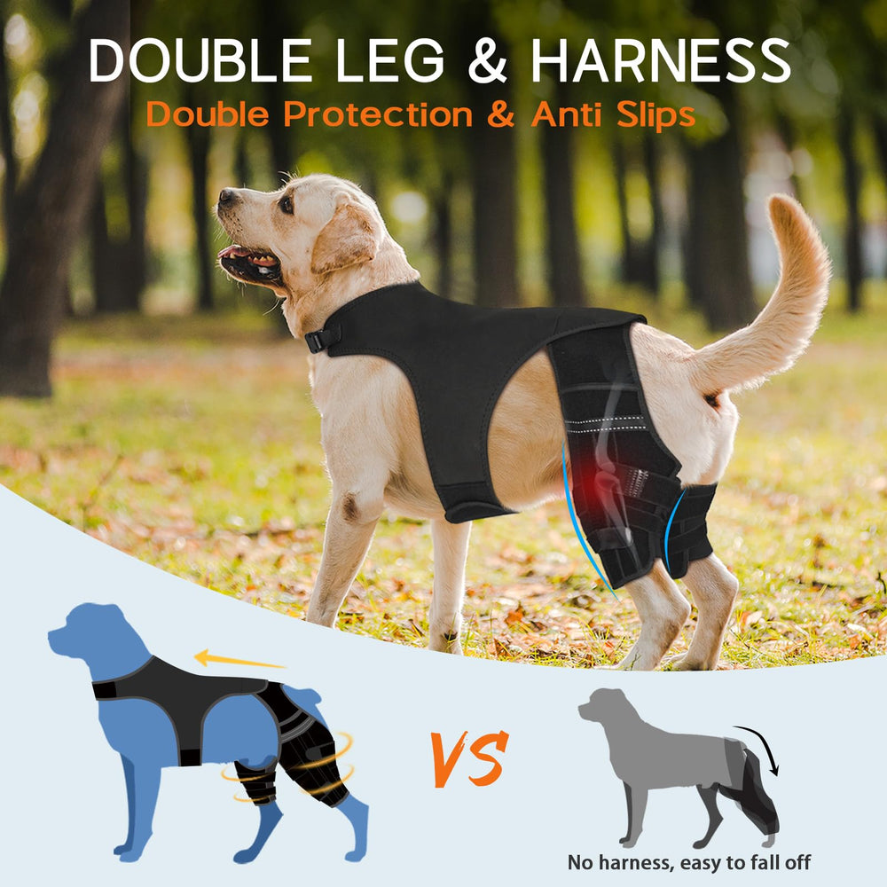 Marnonsis attelle rééducation chien favorise mobilité et réadaptation