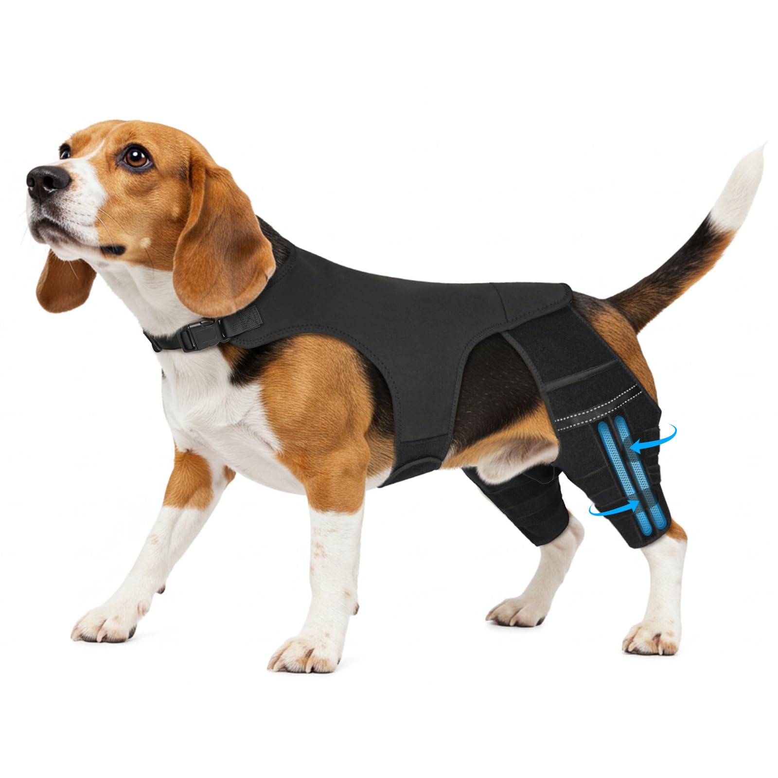 Marnonsis : brace-genou-arriere-chien soutient la mobilité lors de la marche.