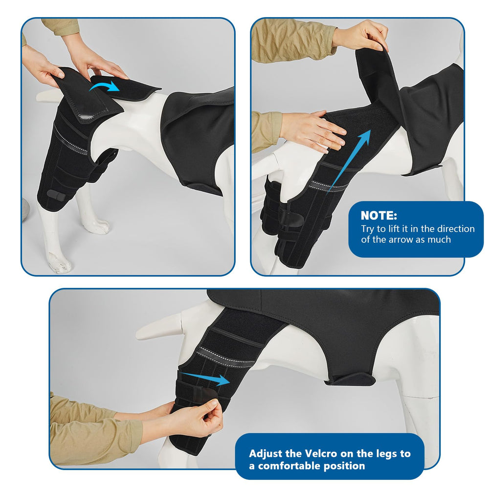 Marnonsis : chien en mouvement avec brace, soutien lors des activités quotidiennes.