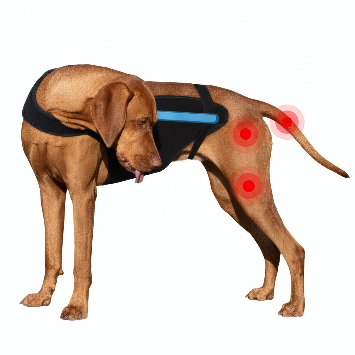 Marnonsis gilet recuperation chien avant: protège les plaies et favorise le confort.