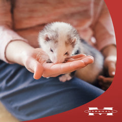Marshall Ferret Lax – recommandé par les vétérinaires pour le bien-être digestif.