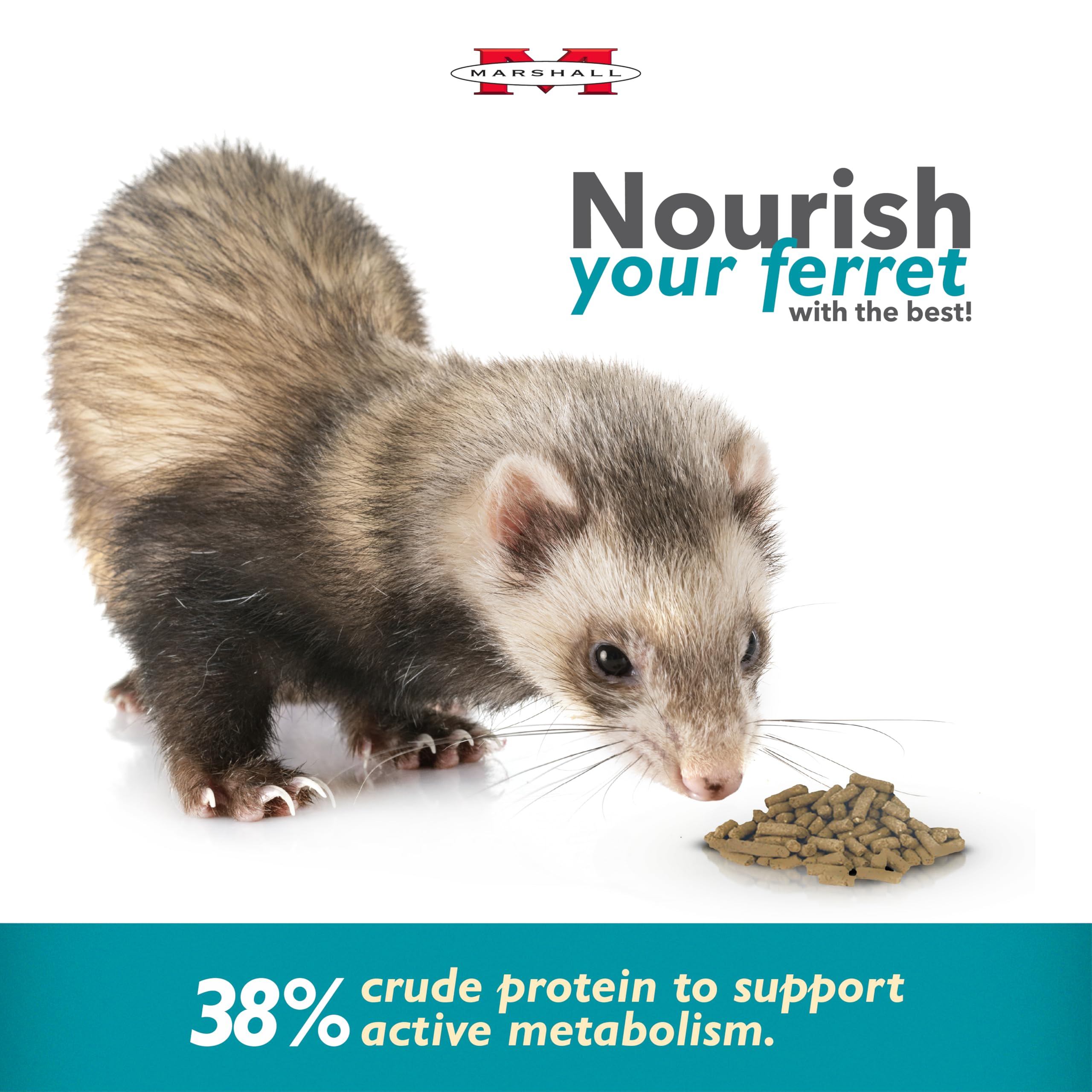Marshall Pet Products Select Chicken Formula – furet en train de manger, énergie soutenue.