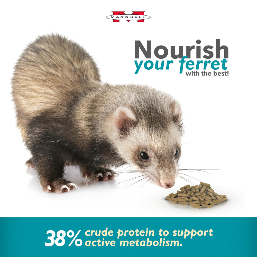 Marshall Pet Products Select Chicken Formula – furet en train de manger, énergie soutenue.
