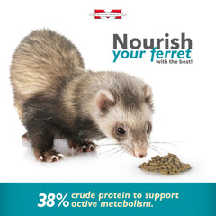 Marshall Pet Products Select Chicken Formula – furet en train de manger, énergie soutenue.