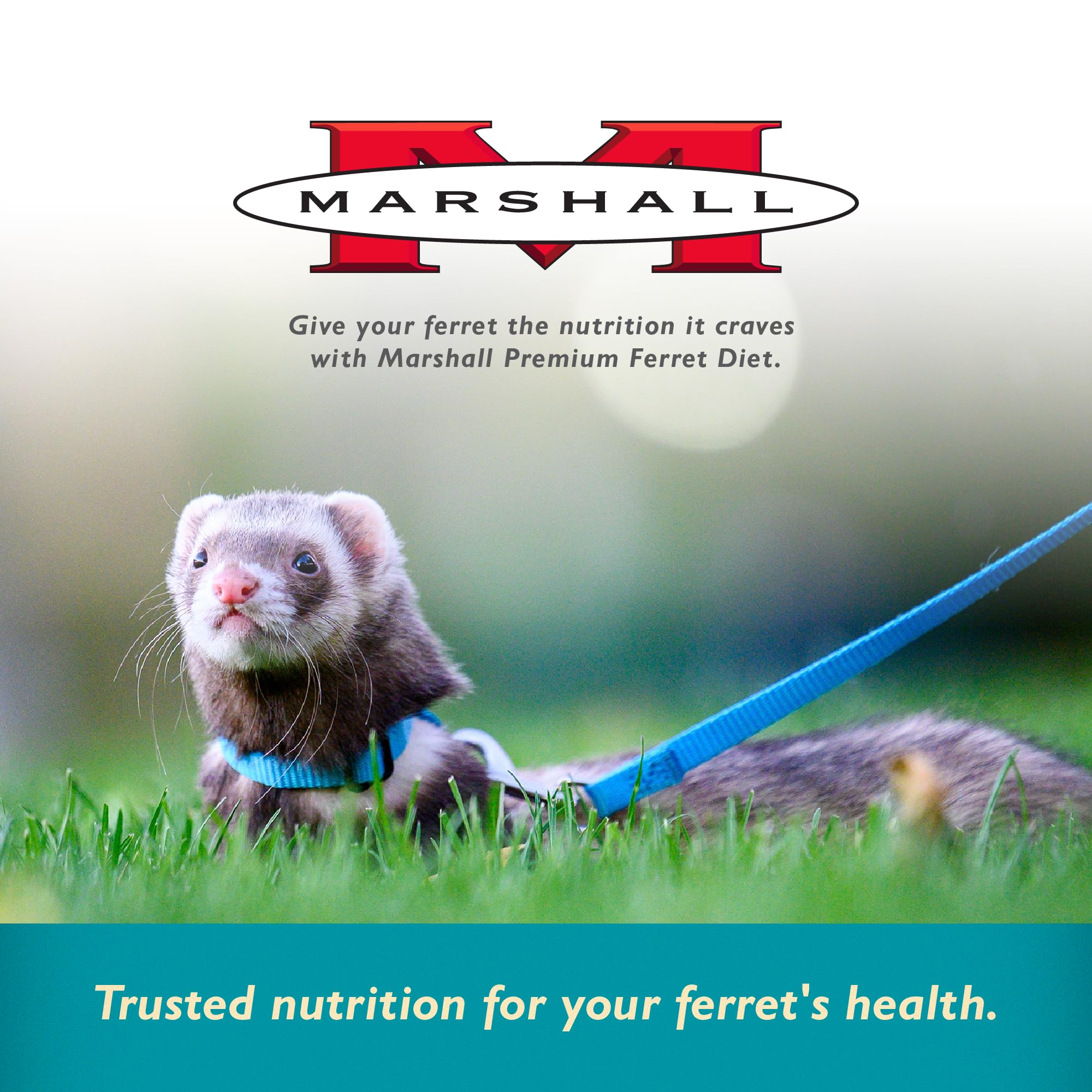Croquettes croquantes Marshall Pet Products Select Chicken Formula – goût apprécié par les furets.