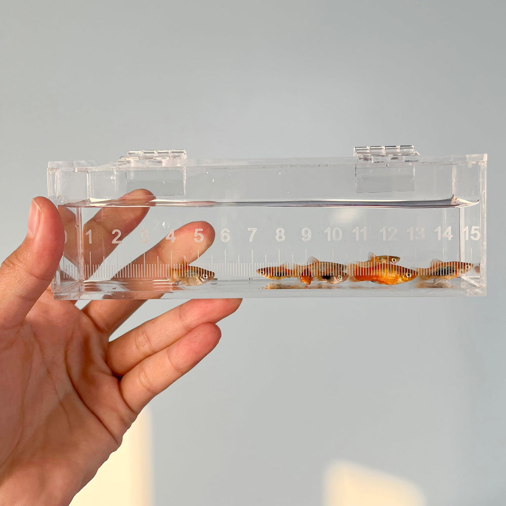 Marsrut boîte-observation-poissons couvercle étanche pour sécurité.