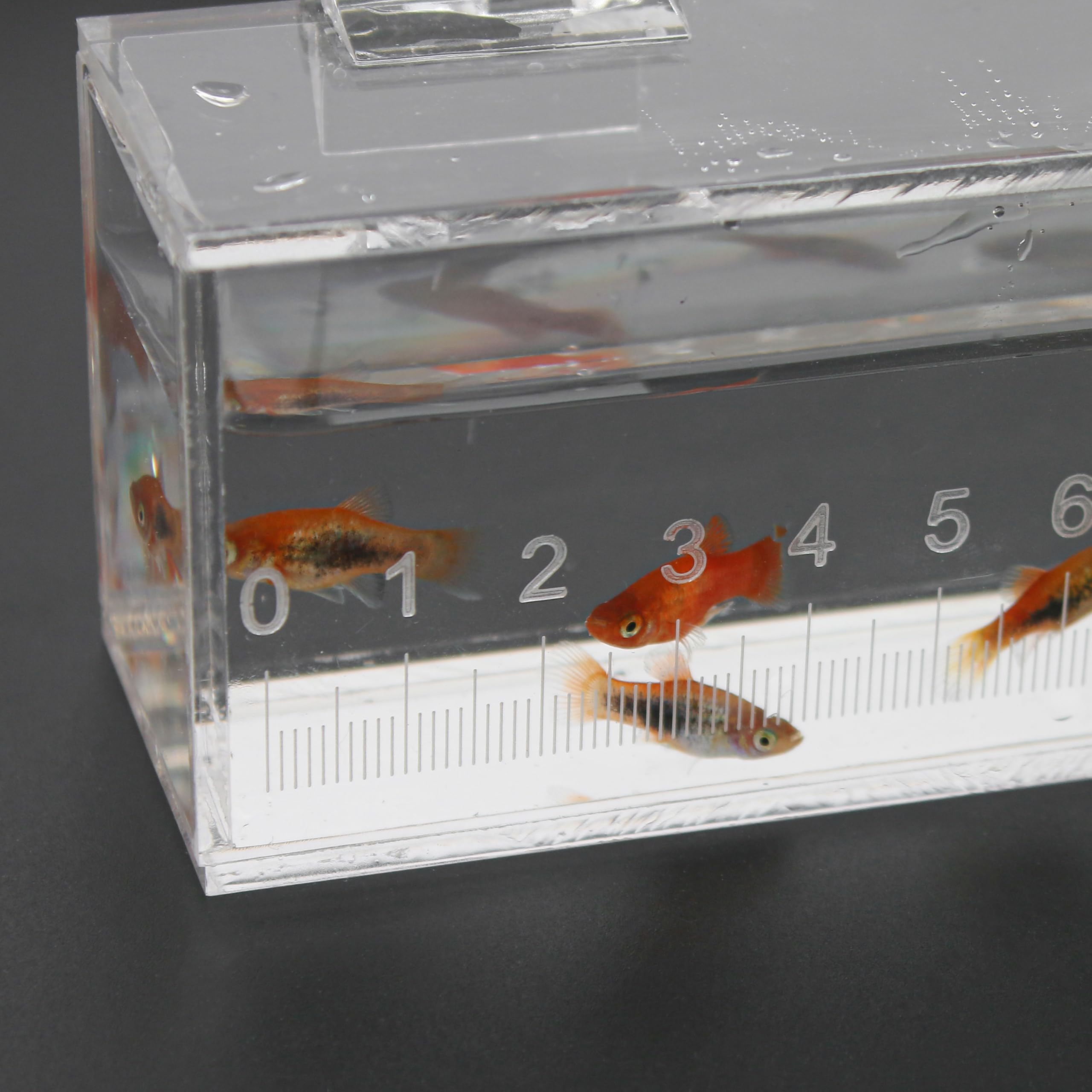 Marsrut boîte-observation-poissons photos-aquarium pour prises nettes.