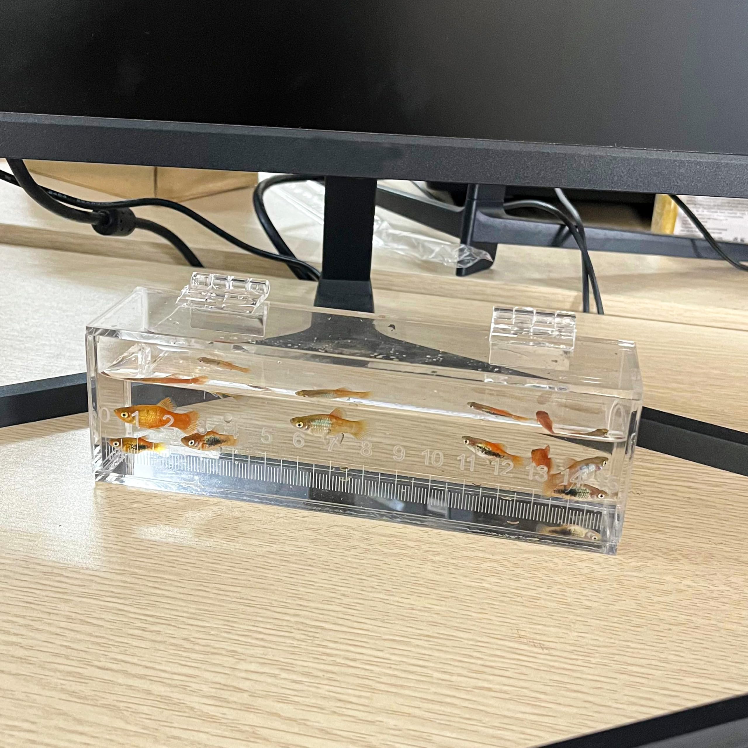 Marsrut boîte-observation-poissons usage intérieur et extérieur polyvalent.