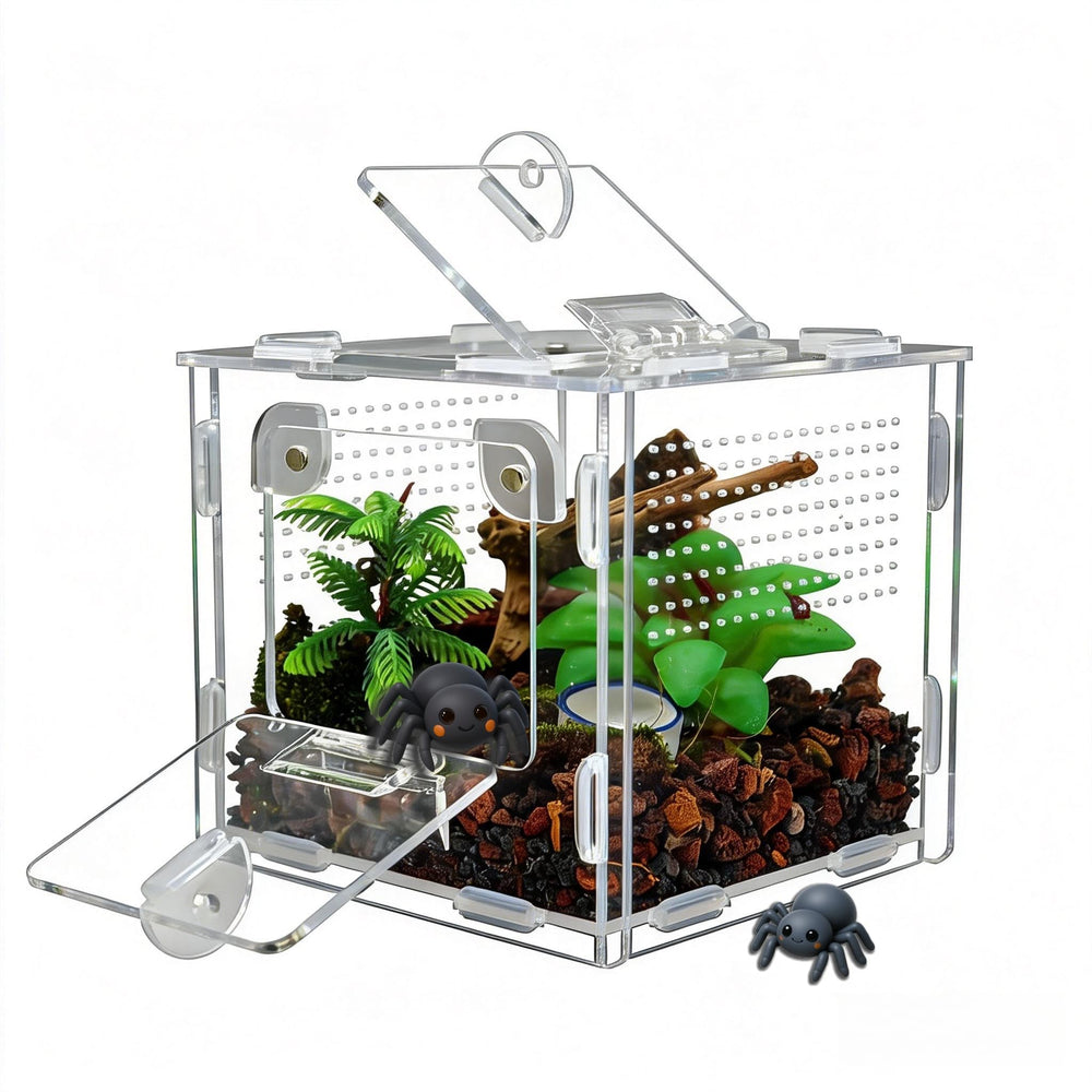 MaryCarrie terrarium pour araignée sauteuse, vue frontale idéale pour observation.