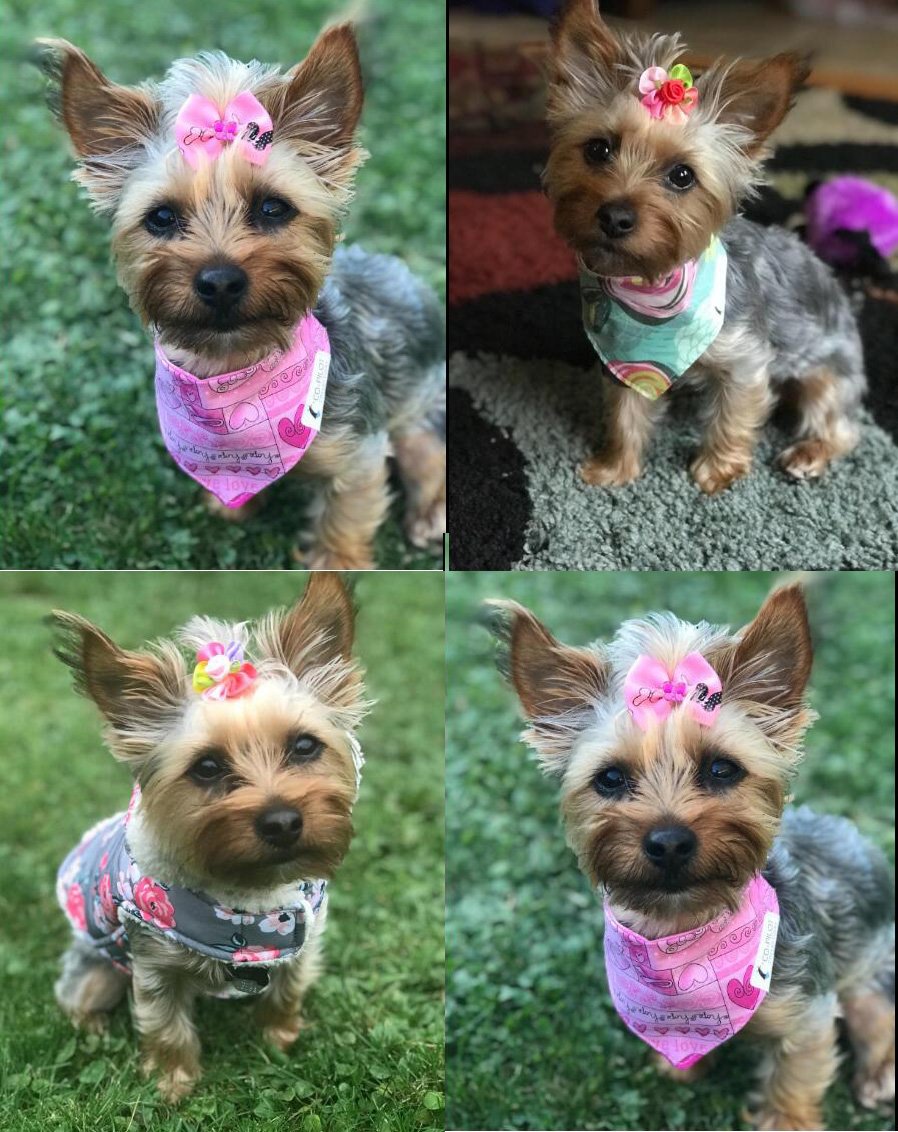 Masue Pets noeud perles petit facile à attacher pour un style délicat.