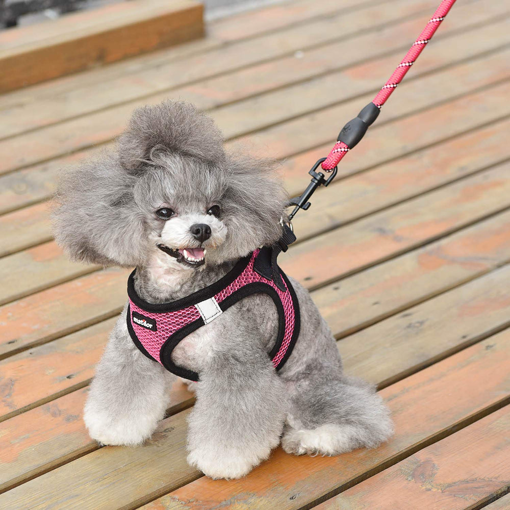 Mise en place facile avec le harnais Matilor, adapté pour petits et moyens chiens et chats.